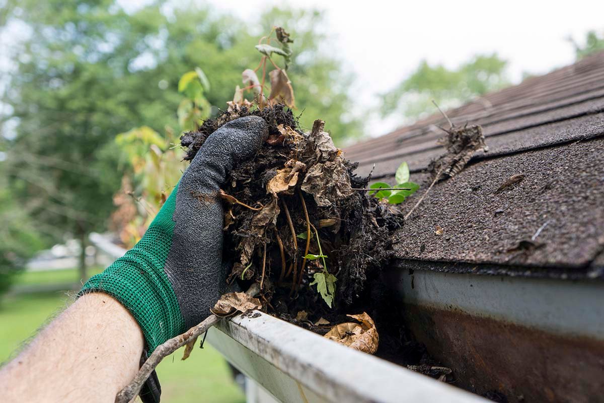 clogged gutter on shingle roof